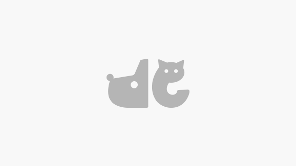 Защо кучетата обичат да спят до стопаните си